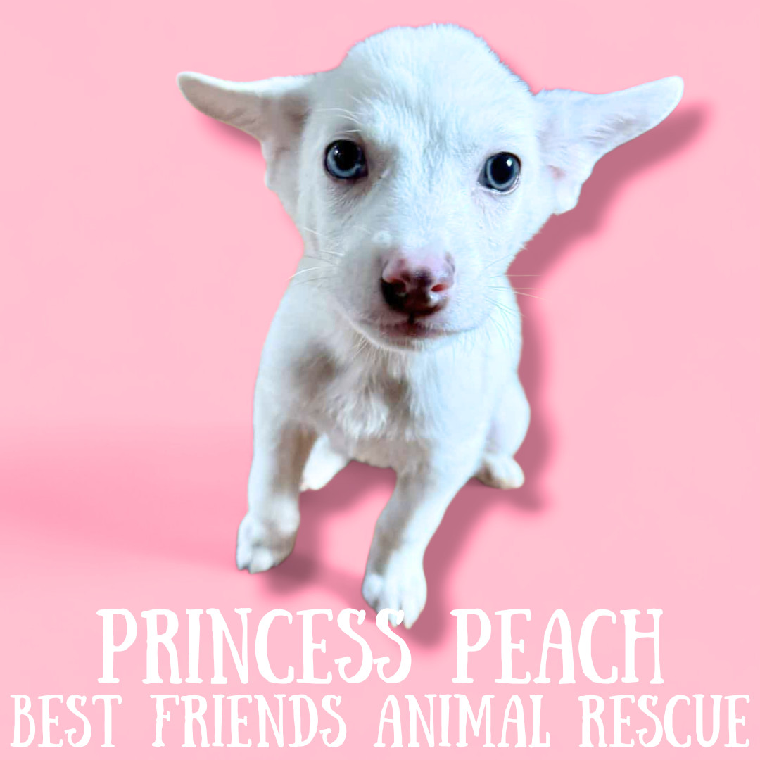 Princess Peach, an adoptable American Eskimo Dog in Wasilla, AK, 99654 | Photo Image 2