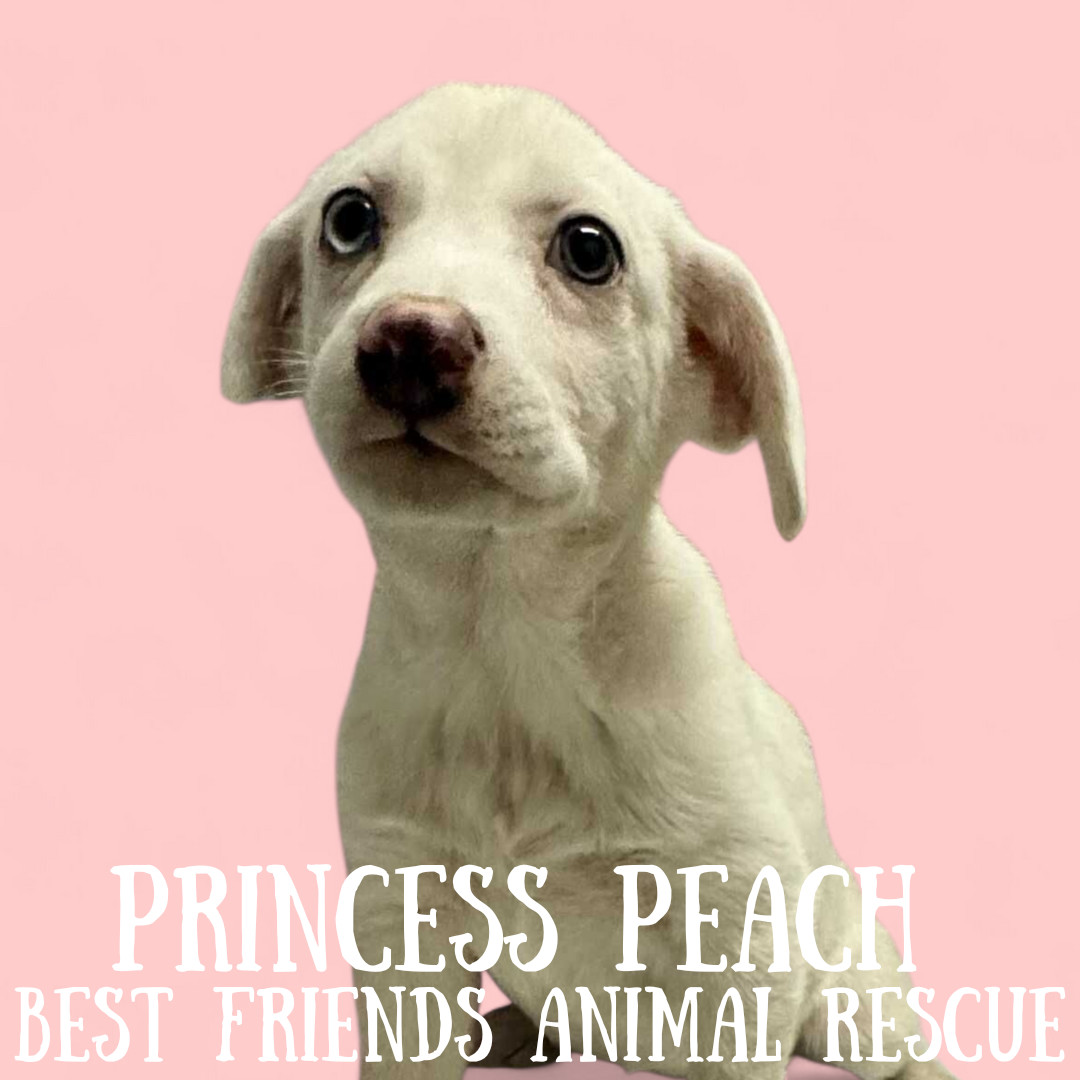 Princess Peach, an adoptable American Eskimo Dog in Wasilla, AK, 99654 | Photo Image 3