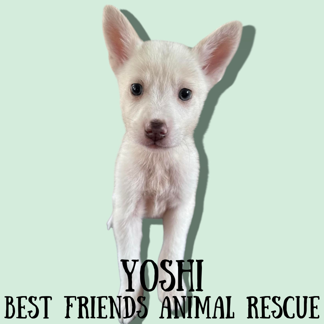 Yoshi, an adoptable American Eskimo Dog in Wasilla, AK, 99654 | Photo Image 1