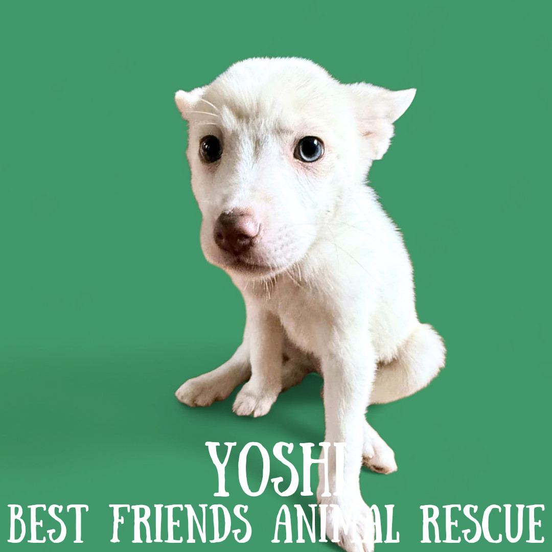 Yoshi, an adoptable American Eskimo Dog in Wasilla, AK, 99654 | Photo Image 2