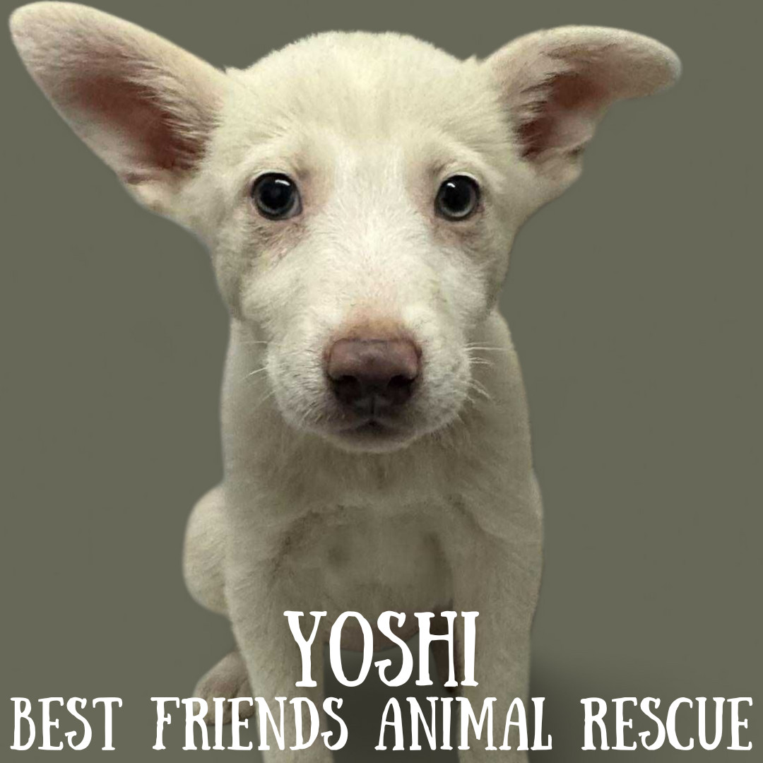 Yoshi, an adoptable American Eskimo Dog in Wasilla, AK, 99654 | Photo Image 3