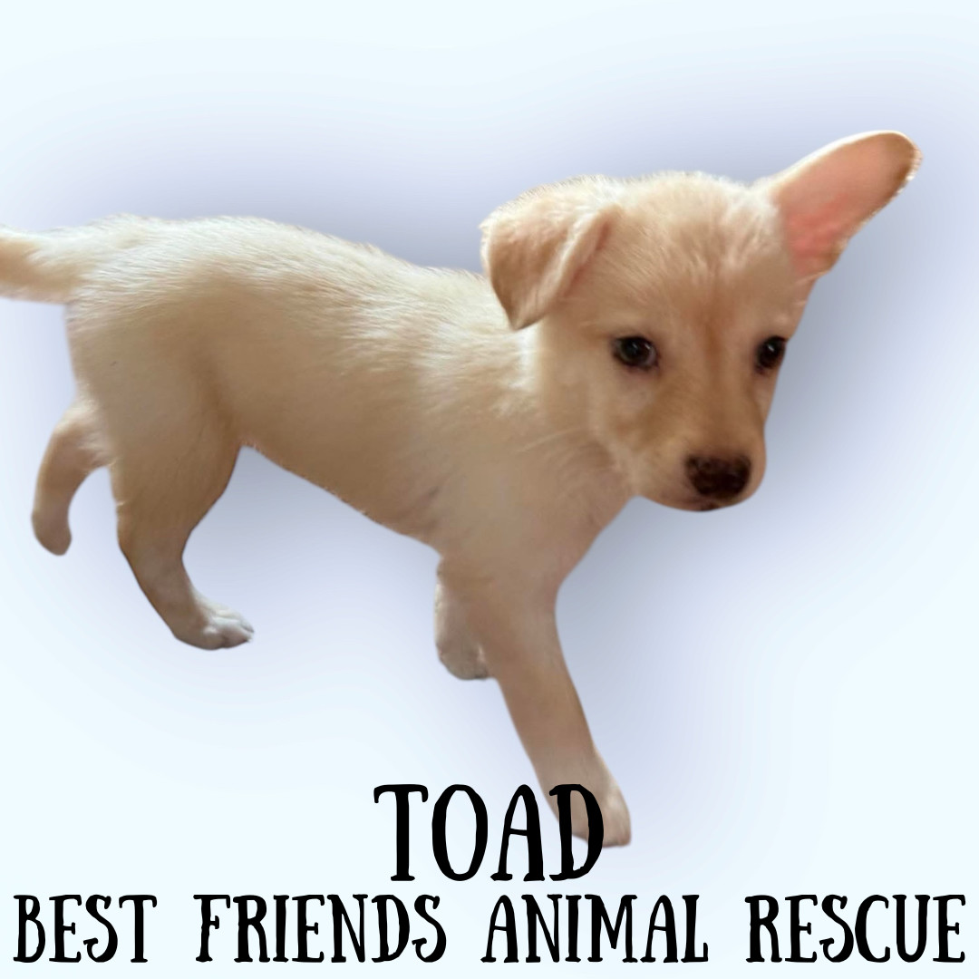 Toad