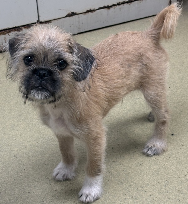 Photo of Baby Male Pug 