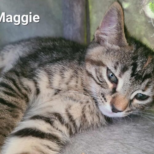 Maggie