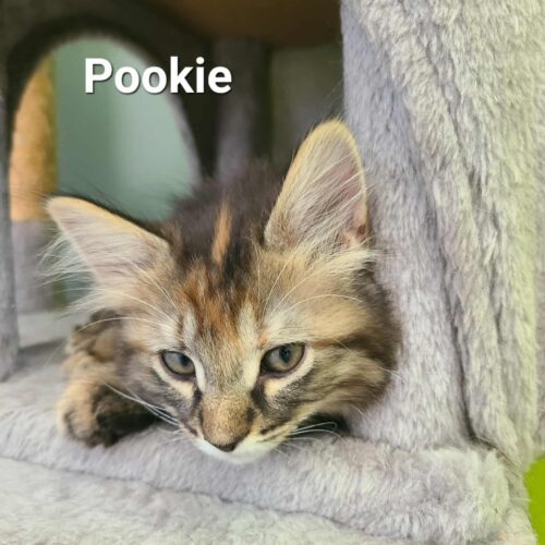 Pookie