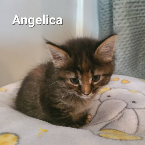 Angelica