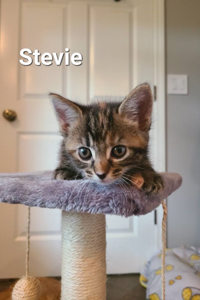 Stevie