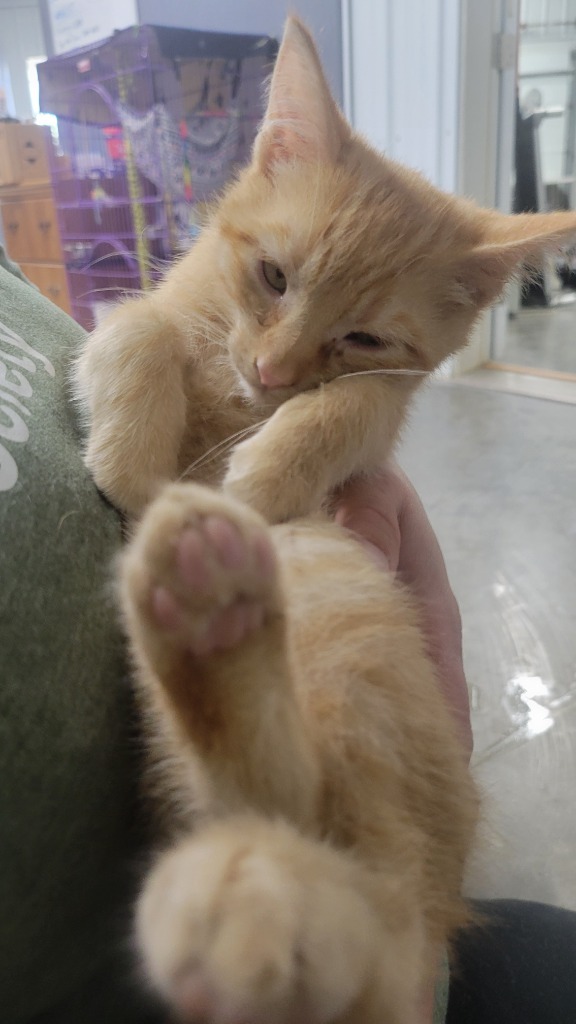 Sriracha, an adoptable Domestic Short Hair in Virginia, MN, 55792 | Photo Image 1