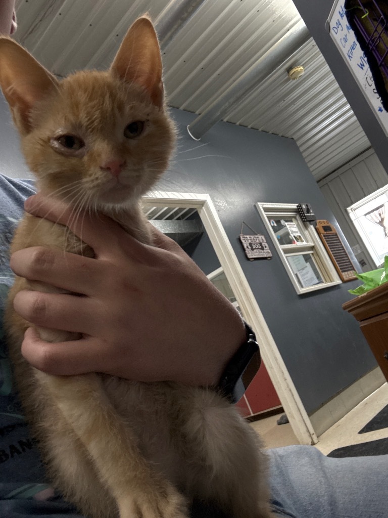 Penn, an adoptable Domestic Short Hair in Virginia, MN, 55792 | Photo Image 1