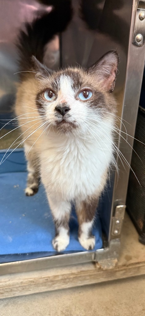 Artemis, an adoptable Domestic Short Hair, Snowshoe in Virginia, MN, 55792 | Photo Image 1