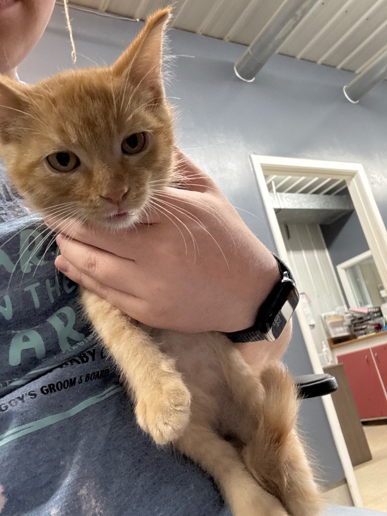 Peck, an adoptable Domestic Short Hair in Virginia, MN, 55792 | Photo Image 1