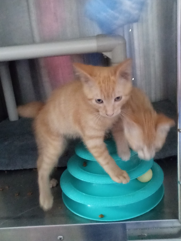 Plum, an adoptable Domestic Short Hair in Virginia, MN, 55792 | Photo Image 1