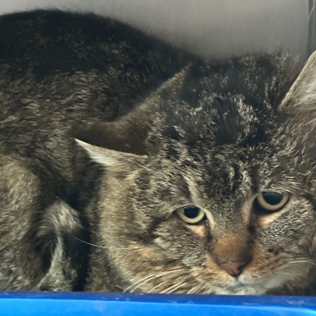 Napoleon, an adoptable Domestic Short Hair in Virginia, MN, 55792 | Photo Image 1