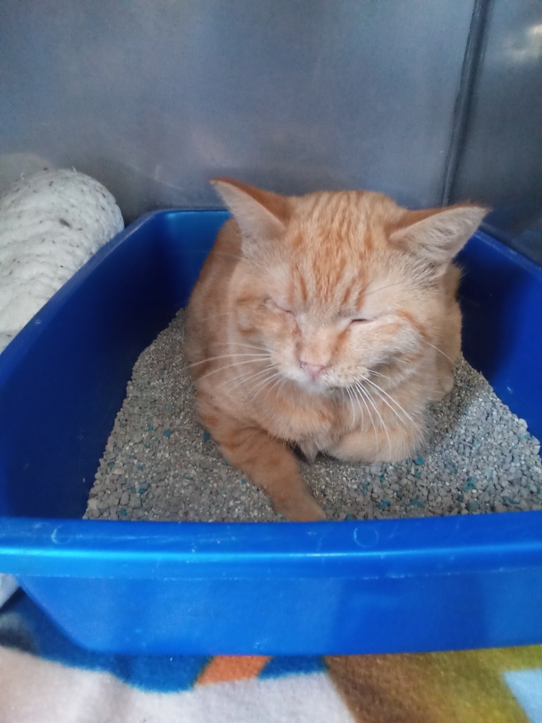 Buffy, an adoptable Domestic Short Hair in Virginia, MN, 55792 | Photo Image 1