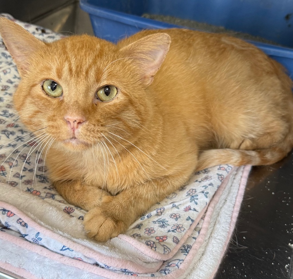 Orangey, an adoptable Domestic Short Hair in Virginia, MN, 55792 | Photo Image 1