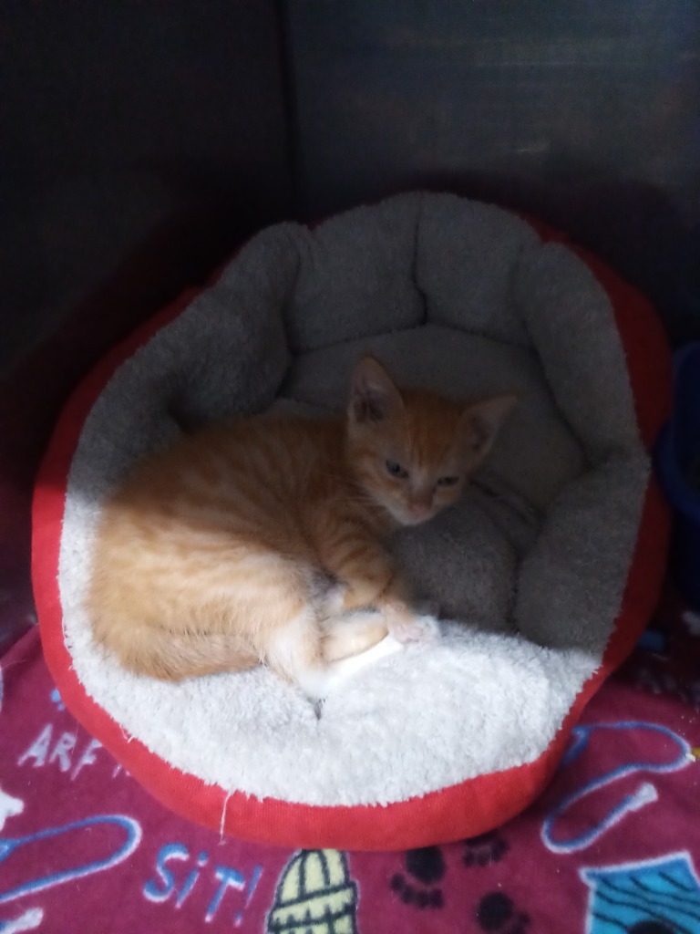 Pear, an adoptable Domestic Short Hair in Virginia, MN, 55792 | Photo Image 1