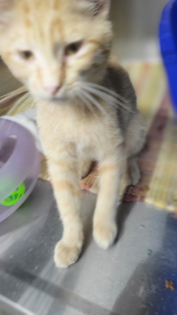 Saffron, an adoptable Domestic Short Hair in Virginia, MN, 55792 | Photo Image 1