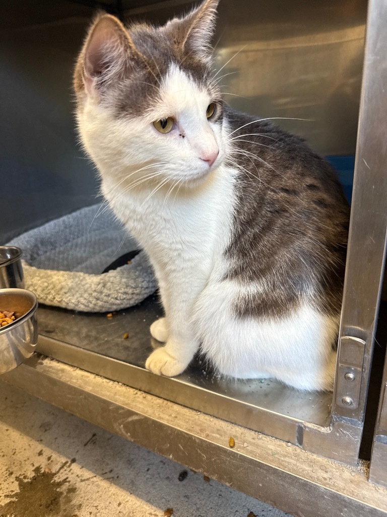 Mr Beast, an adoptable Domestic Short Hair in Virginia, MN, 55792 | Photo Image 1