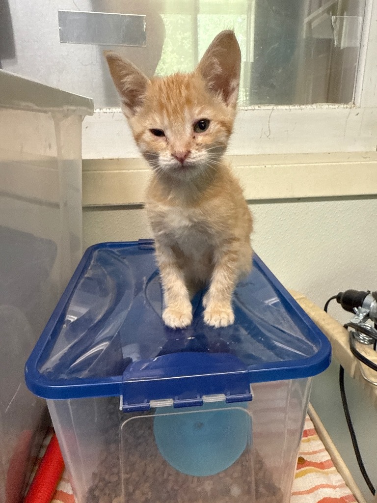 Pizza, an adoptable Domestic Short Hair in Virginia, MN, 55792 | Photo Image 1