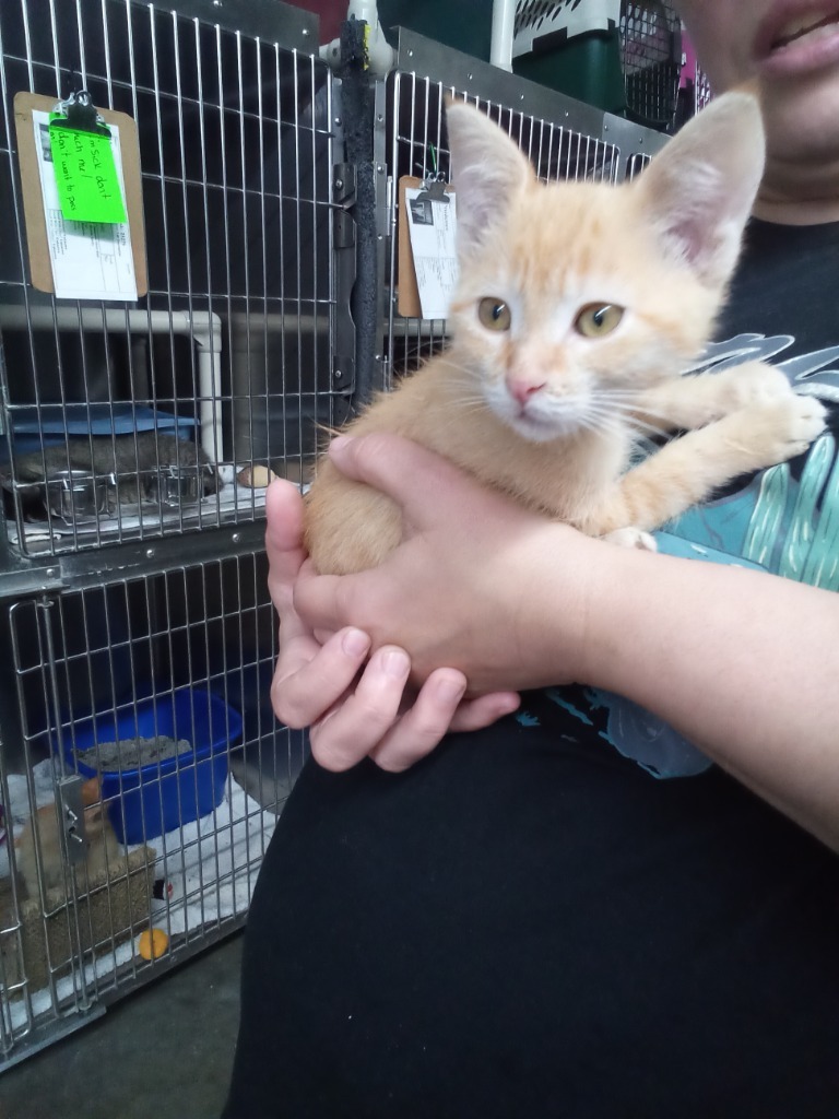 Salsa, an adoptable Domestic Short Hair in Virginia, MN, 55792 | Photo Image 1