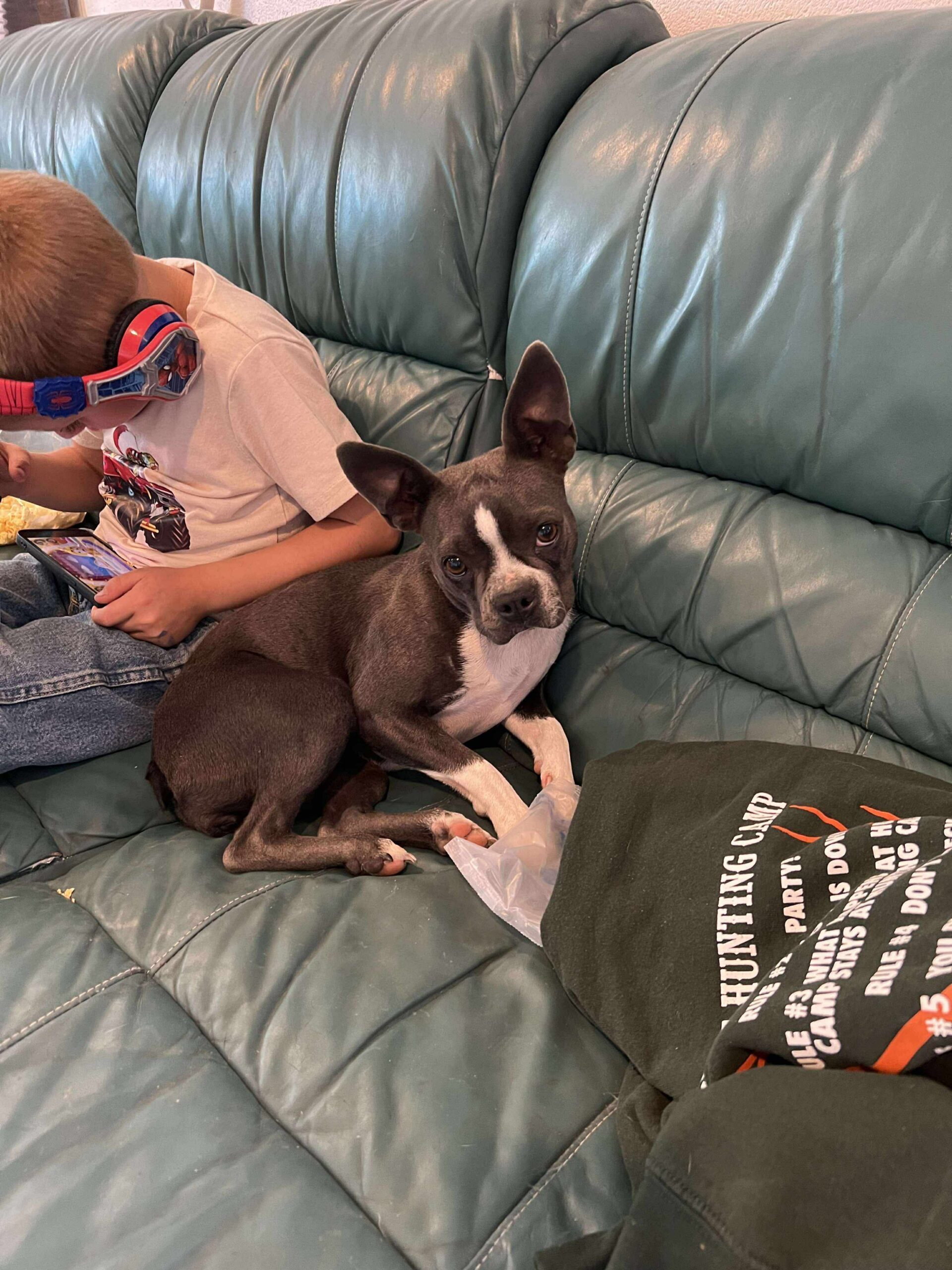 Toby, an adoptable Boston Terrier in Dillon, MT, 59725 | Photo Image 1