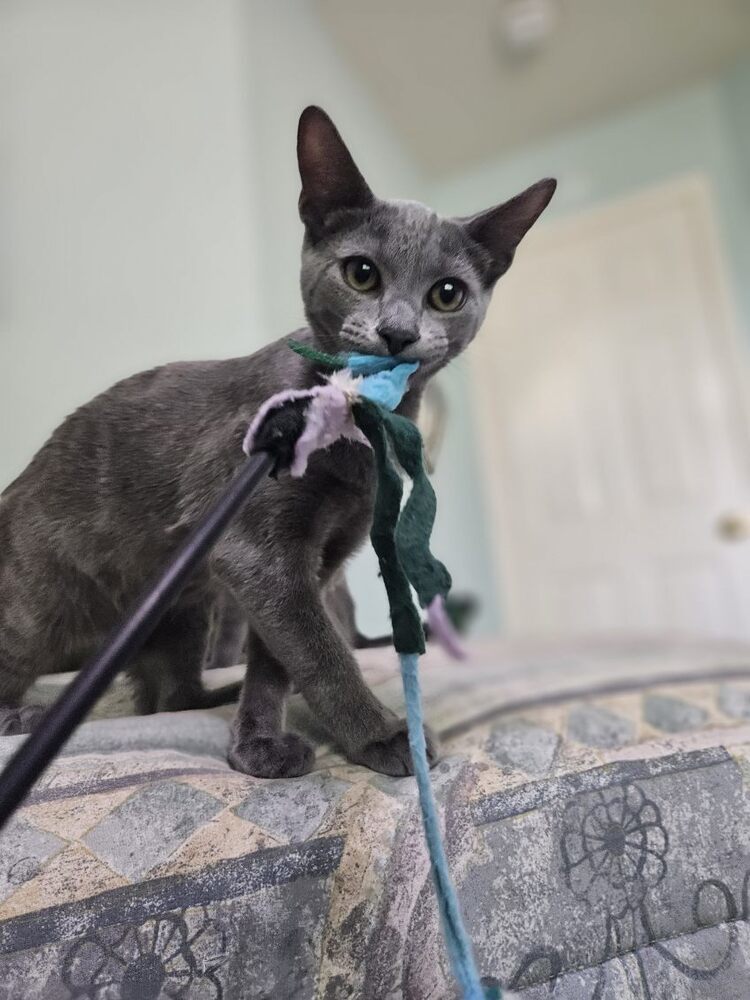 Finn