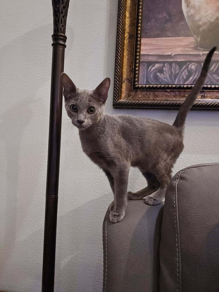 Finn