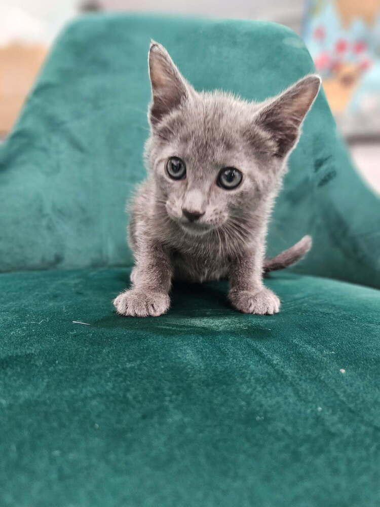 Finn