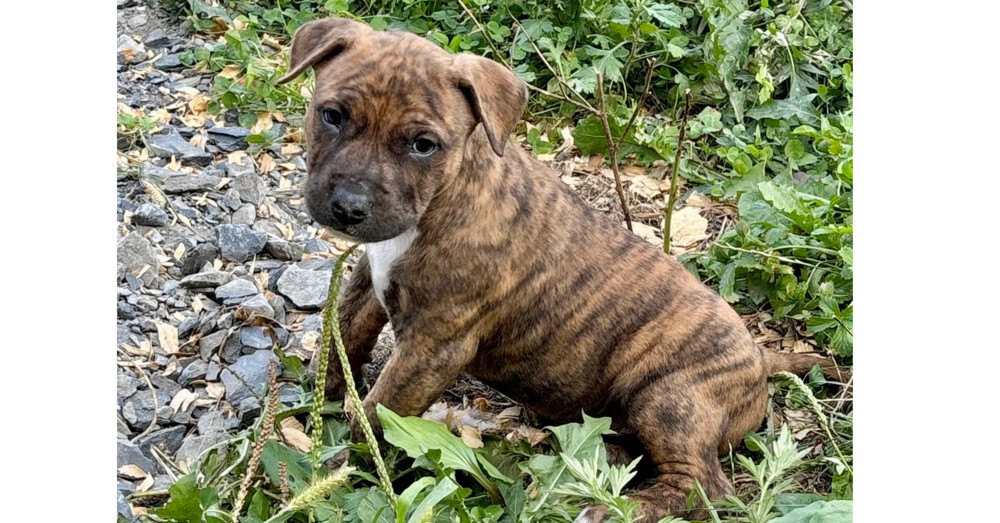 Graham (Raine's Litter)