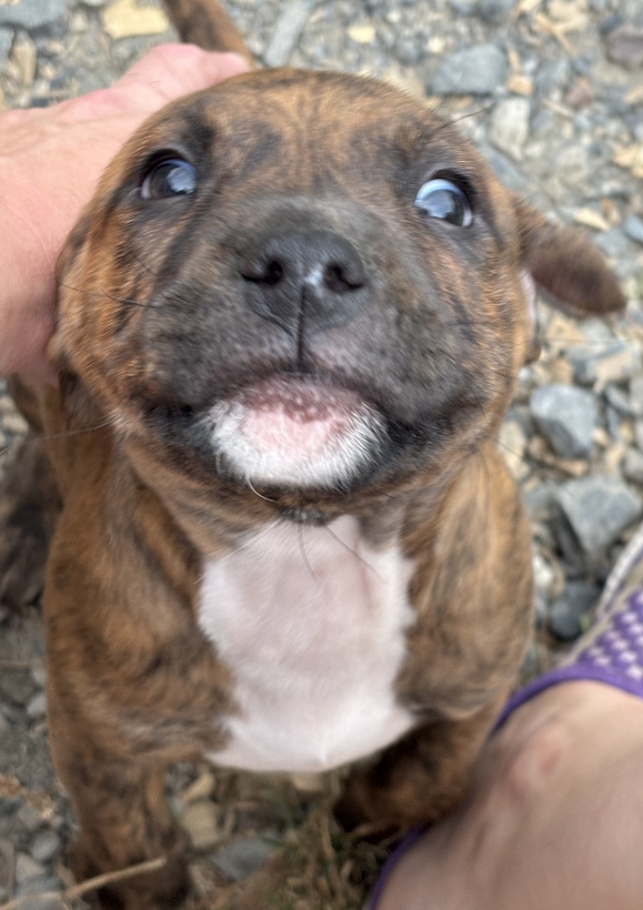 Graham (Raine's Litter)