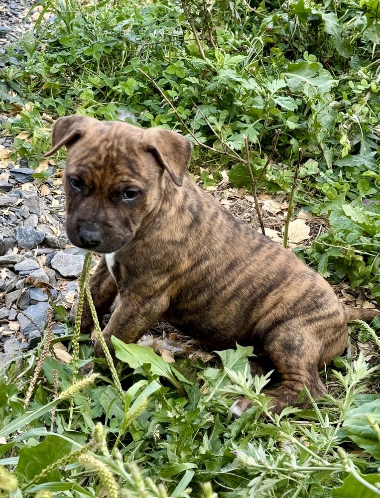 Graham (Raine's Litter)