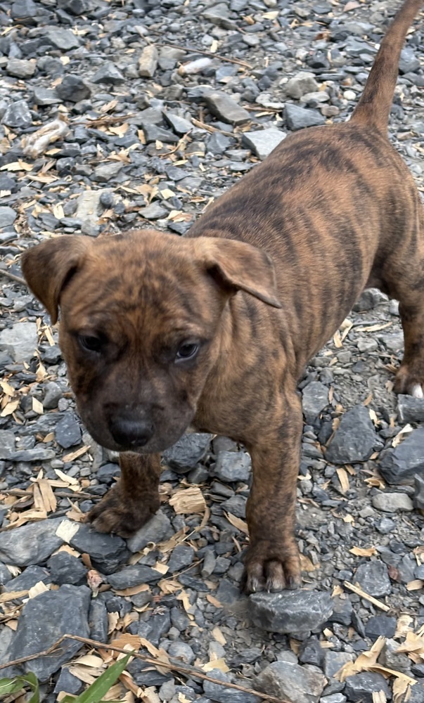 Graham (Raine's Litter)