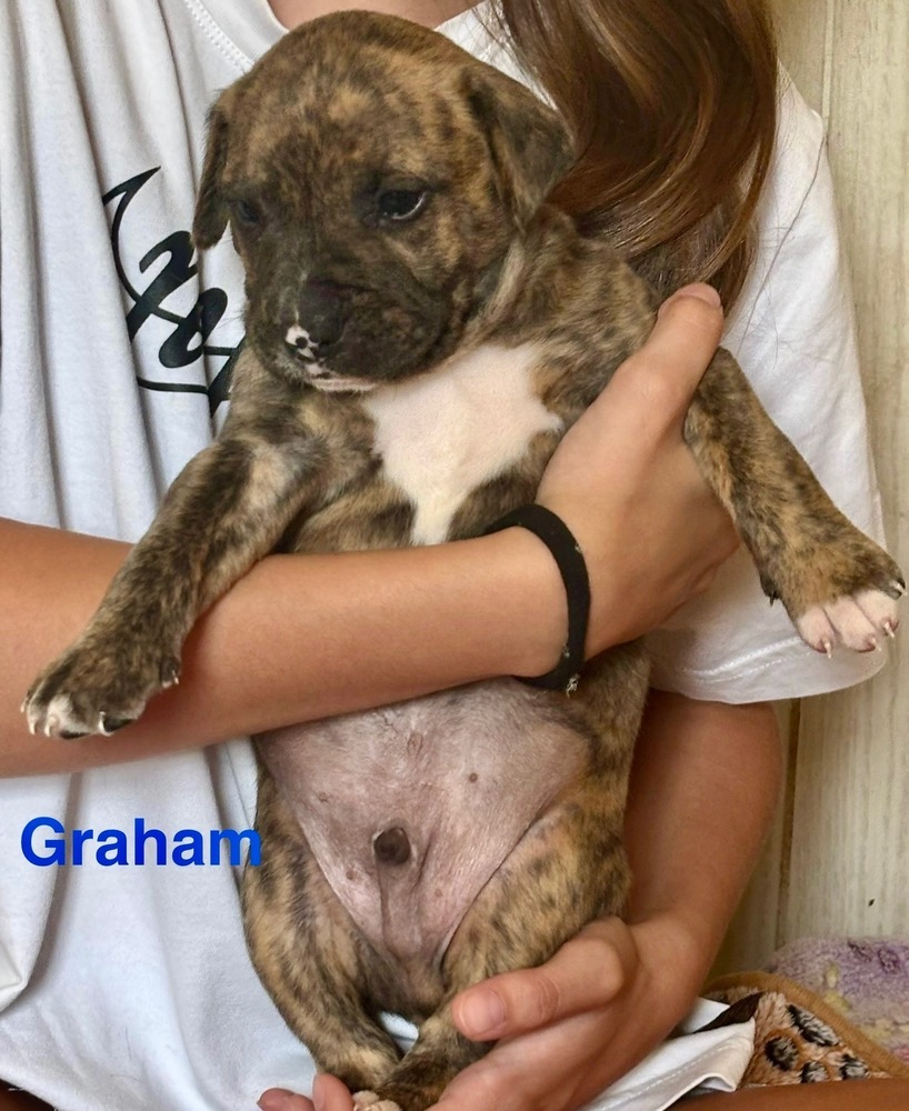 Graham (Raine's Litter)