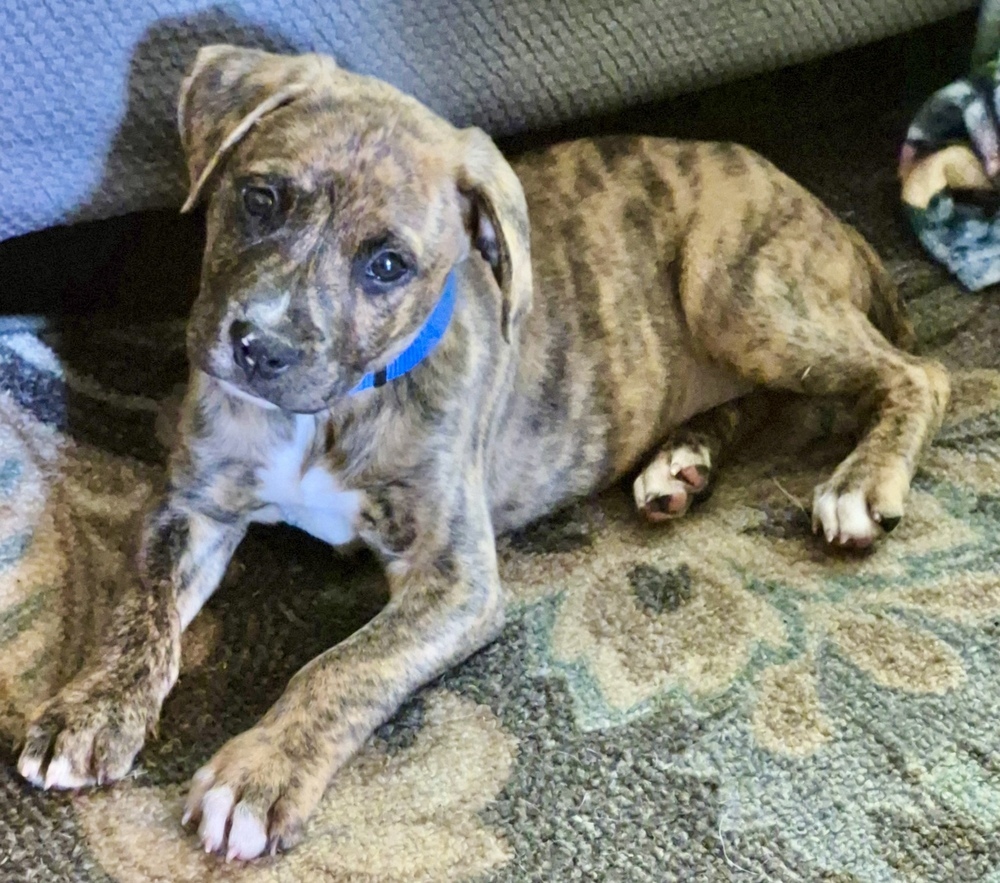 Heath (Raine's Litter)