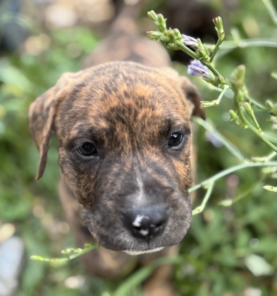 Heath (Raine's Litter)