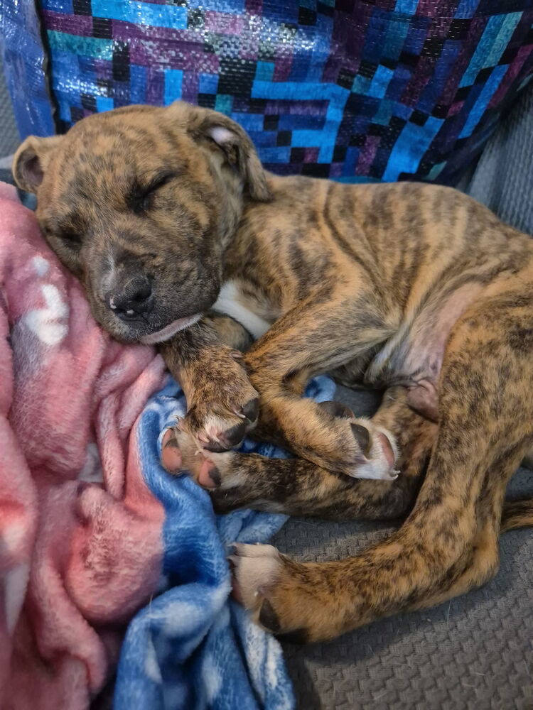 Heath (Raine's Litter)
