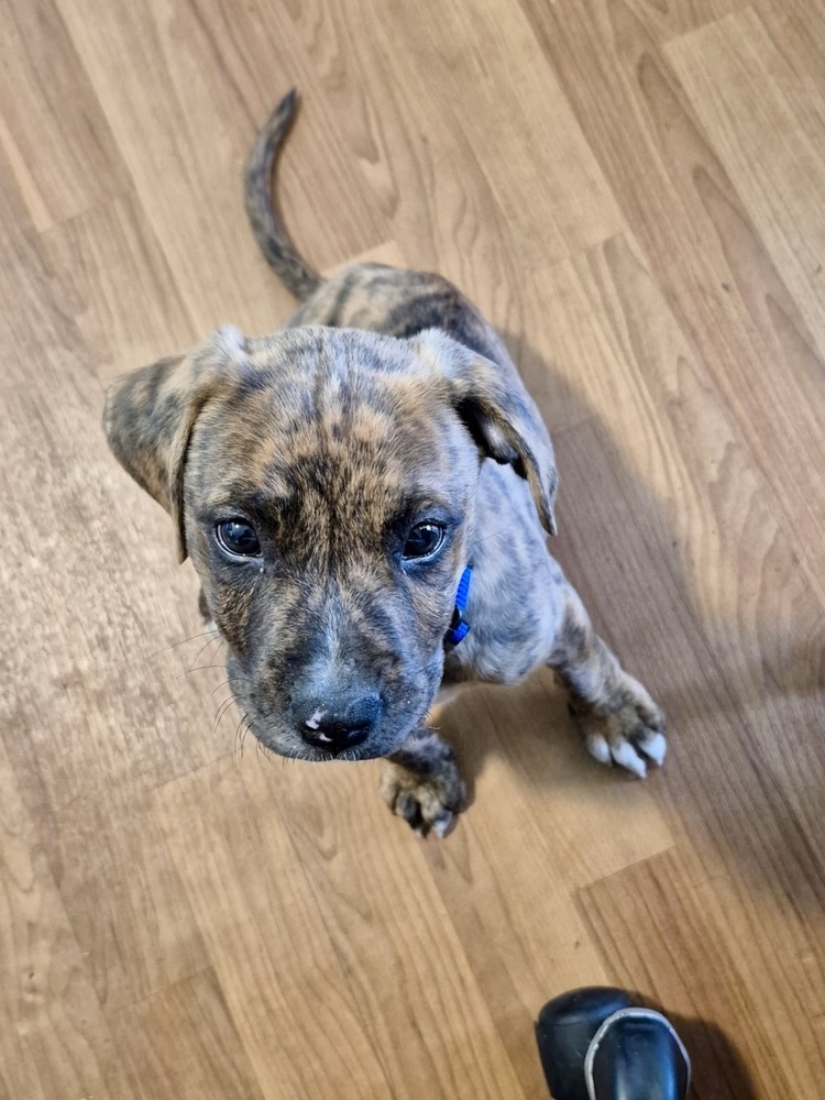 Heath (Raine's Litter)