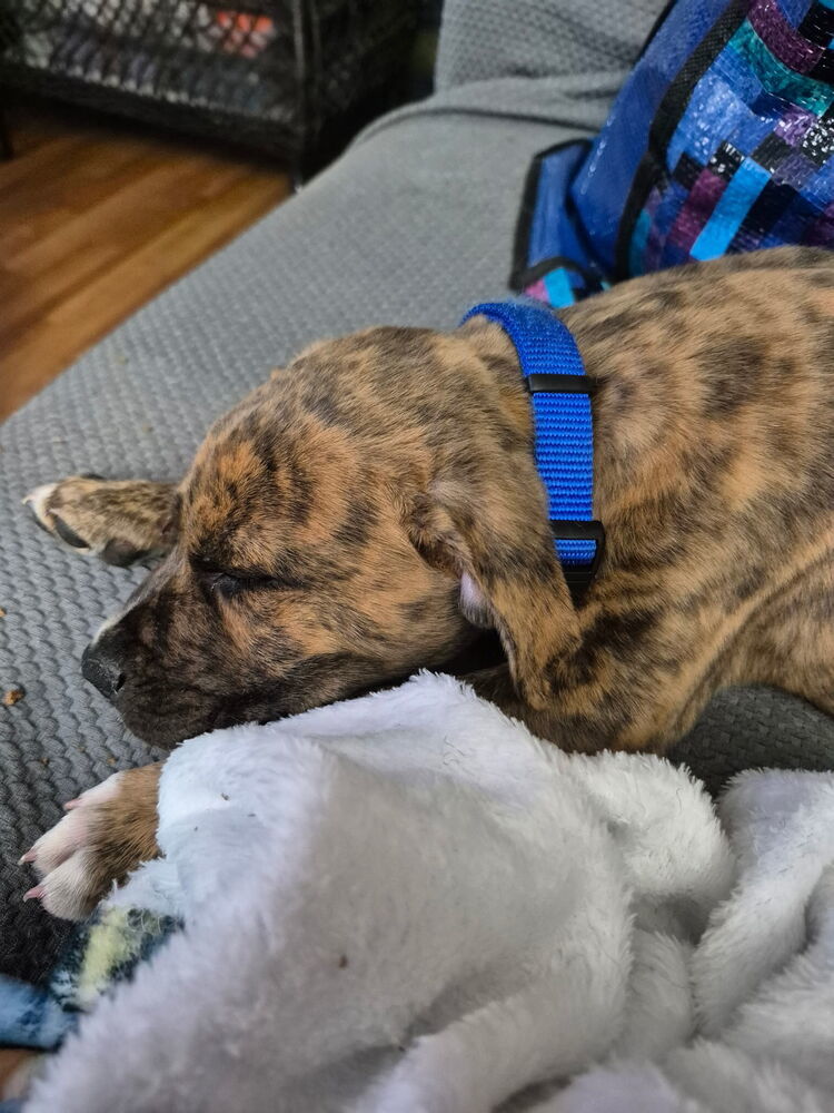 Heath (Raine's Litter)