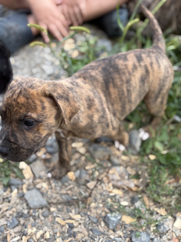 Heath (Raine's Litter)