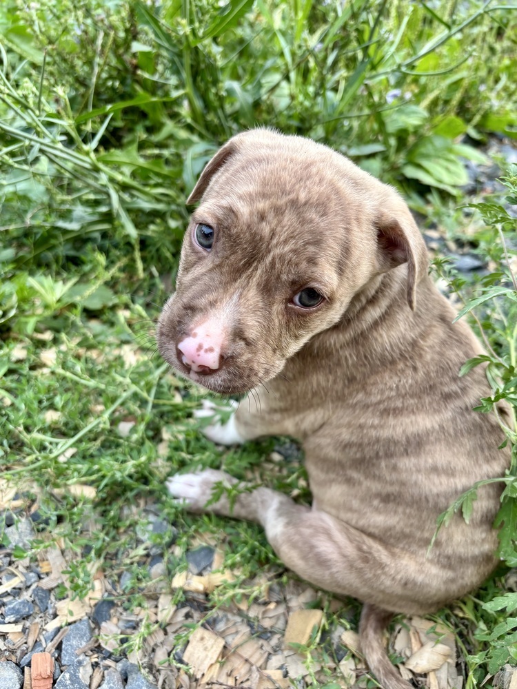 Lolli (Raine's Litter)