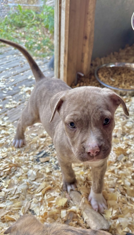 Lolli (Raine's Litter)