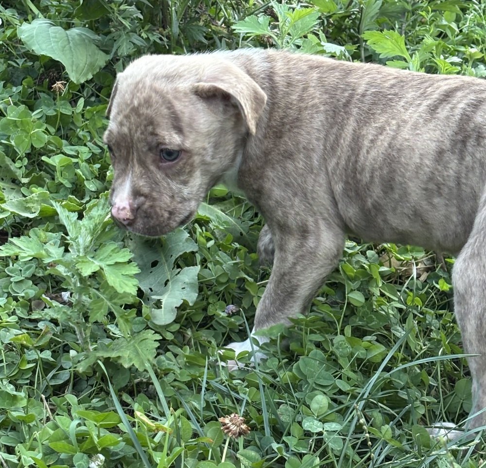 Lolli (Raine's Litter)
