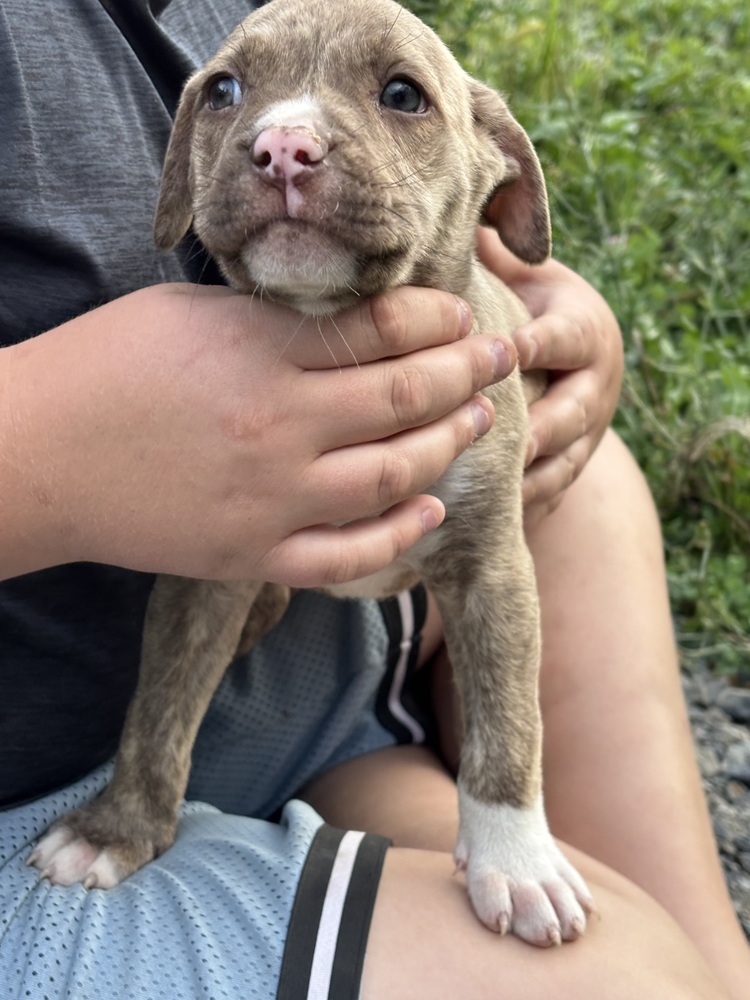 Lolli (Raine's Litter)