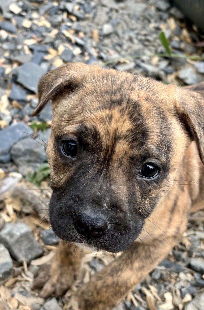 Skittle (Raine's Litter)