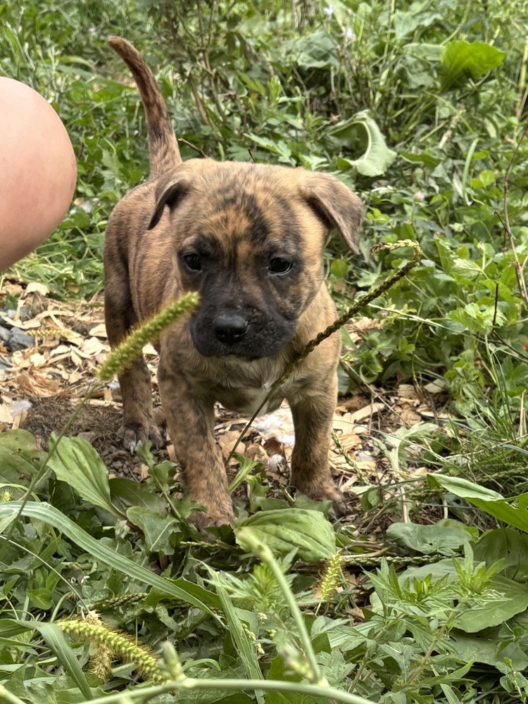 Skittle (Raine's Litter)