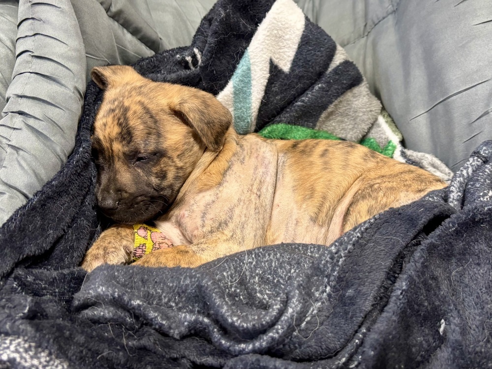 Skittle (Raine's Litter)