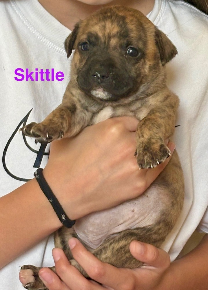 Skittle (Raine's Litter)