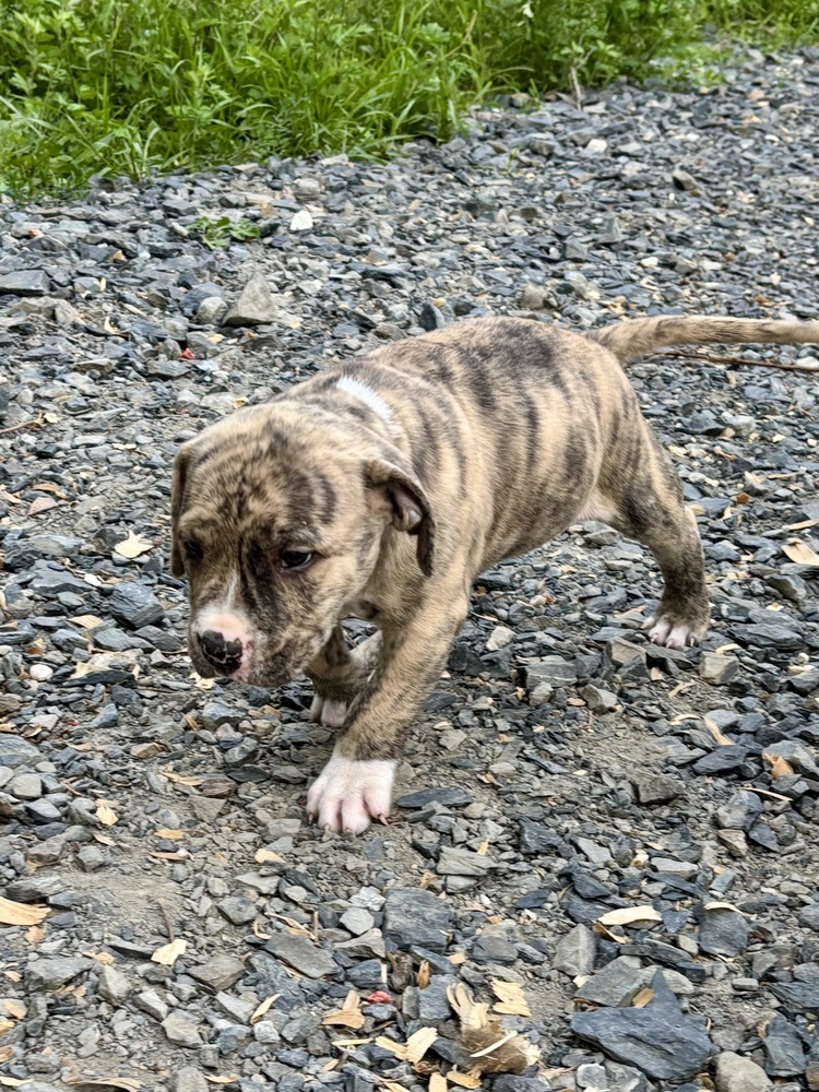 Mousse (Raine's Litter)