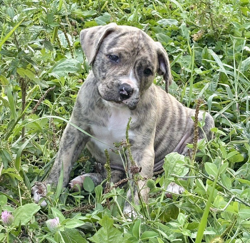 Mousse (Raine's Litter)