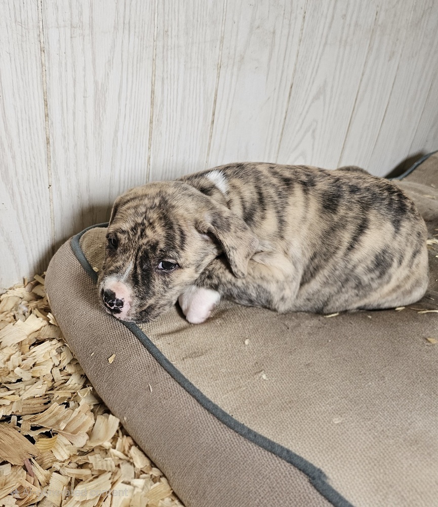 Mousse (Raine's Litter)